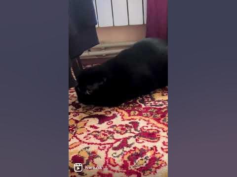 Чориний котик 🐈‍⬛ / кіт Луїс - YouTube