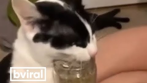 What does a full-blown catnip addiction look like?