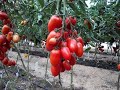 Описание и характеристика сортов томатов Ниагара, Каскад