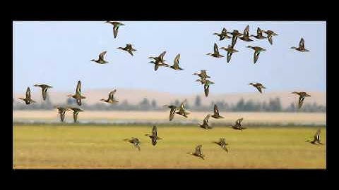 System for Animating Animal Motion from a Still Picture