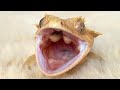 クレスの飼育が簡単なわけがない！【クレステッドゲッコー　飼育】Crested gecko