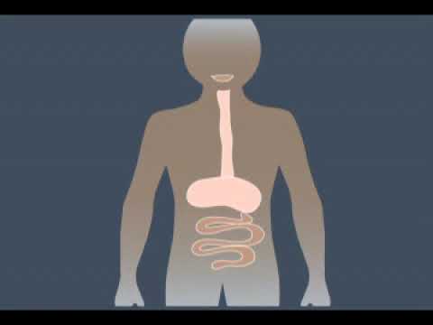 Digestive System - YouTube