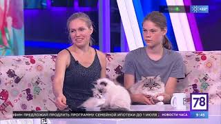 Neva Sunrise cattery on TV channel '78' by Neva Sunrise  885 views 1 year ago 9 minutes, 30 seconds