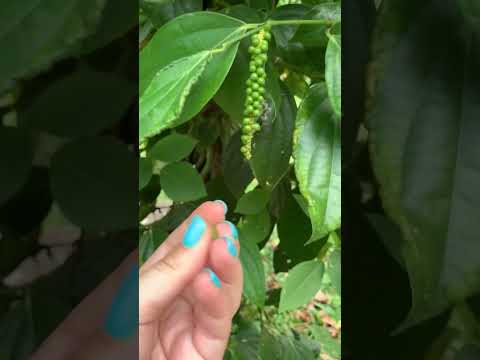 Video: Pippurikasvien pinoaminen: paras tapa pinota paprikaa