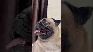 Bangles ❤️#trending #shortsfeed #shorts #pug #viral #youtubeshorts