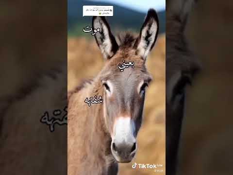 اليل ابد مانمته موت بعيني شفته ممكن متابعه 