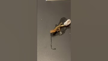 Crested Gecko Hatching and Splatting