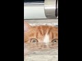 Funny Cats: They Know Why The Water Bill Is High! 😹 — Ep #5 #Shorts
