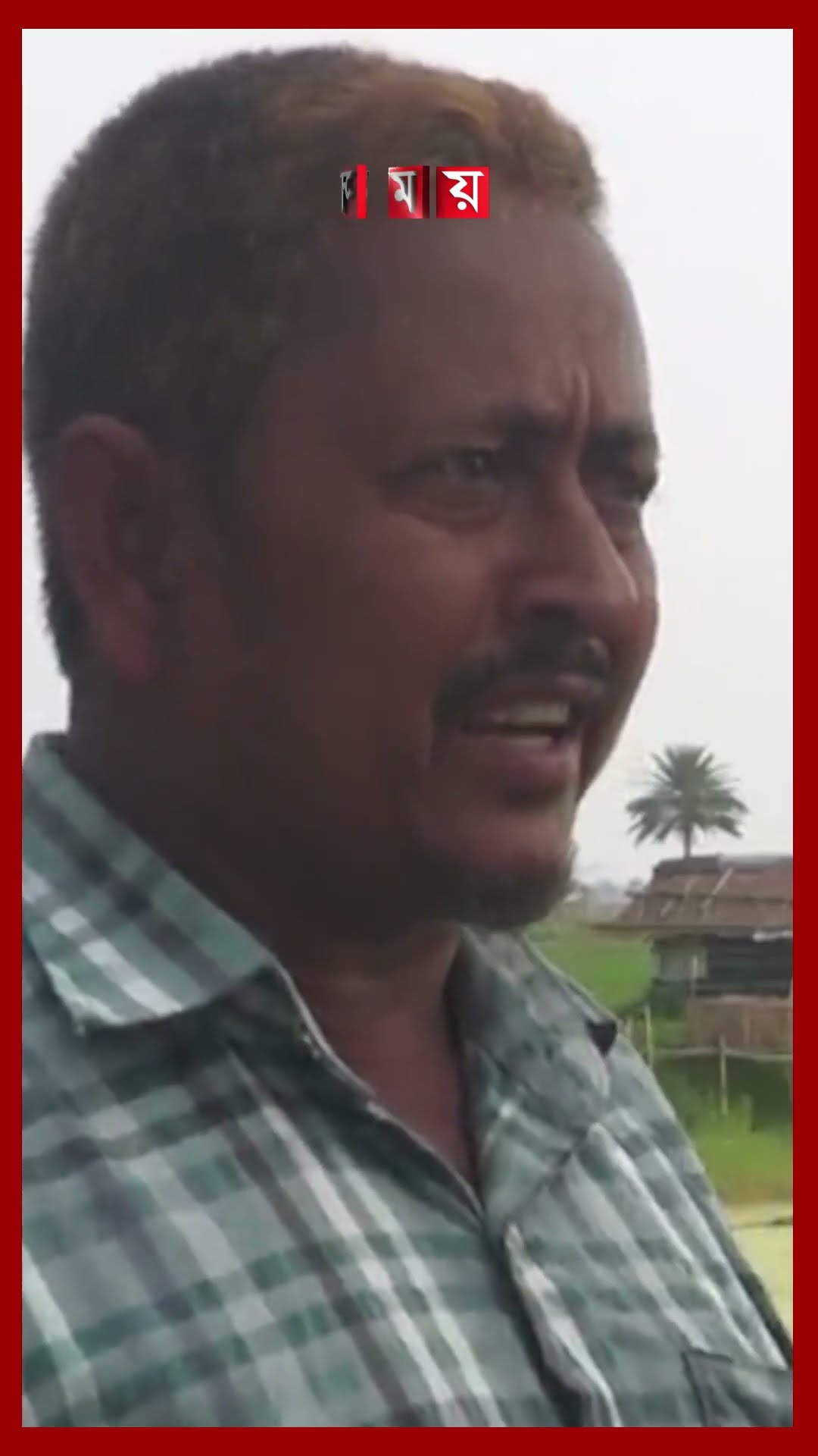 সাতক্ষীরায় মাছের ঘেরে হচ্ছে ধান চাষ #satkhira #fishcultivation #ricecultivation #shorts #somoytv