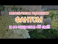 45 см!!! Бомбические соцветия гортензии ФАНТОМ🌺 это просто💣💥🌺☺️