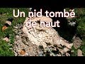 Les nids qui tombent des arbres, danger ce n’est pas une légende !(attaque)