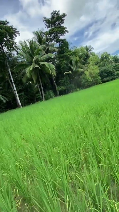 #nature#provincelife#bukidlife#ricefield#refreshing#trendingshorts#shortsviral