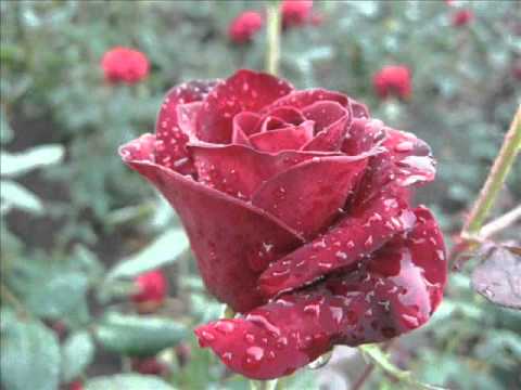 Fanny Mendelssohn-Hensel - Melody in C sharp minor Op.4 No.2
