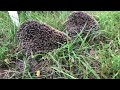 朝んぽで野生の巨大ハリネズミを発見する柴犬