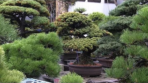 Quels sont les arbres du Japon ?