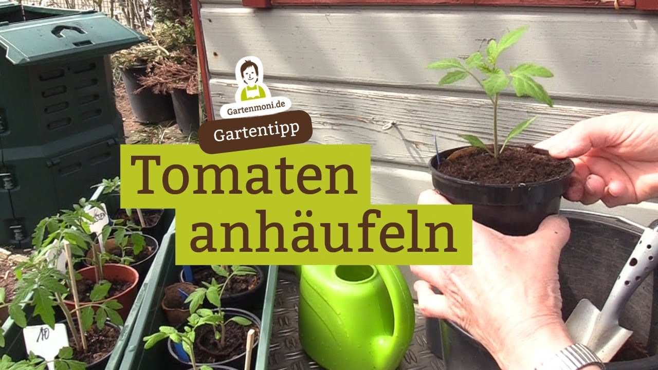 Tomaten anhäufeln, tiefer in die Erde setzen YouTube