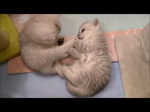 Video: Kaip Pavadinti Imbierinį Kačiuką-berniuką