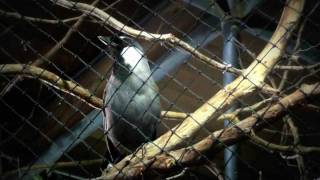 Laughing Thrush Bird Whistling screenshot 5