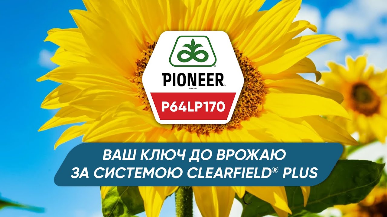 P64LP170 – високоврожайний гібрид Pioneer® для виробничої системи Clearfield® Plus.