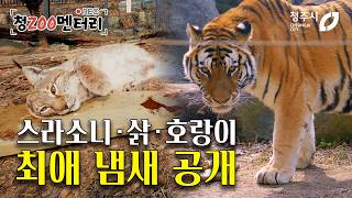 청주동물원 호랑이도 취향이 있다? 스라소니·삵·호랑이가 제일 좋아한 냄새는? #호랑이 #동물원 #삵