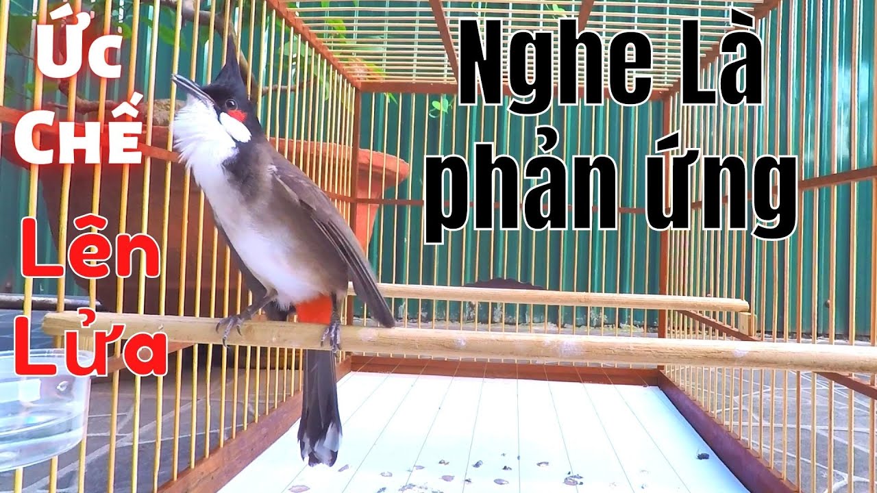 Tiếng Kè Kích Bổi Lên Lửa!..Kích Ép Chào Mào Hót Đấu... - youtube
