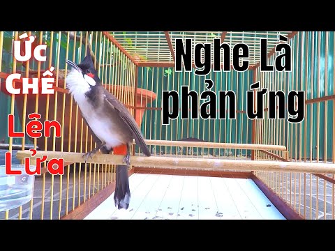 Video Tiếng Kè Kích Bổi Lên Lửa!..Kích Ép Chào Mào Hót Đấu... - youtube