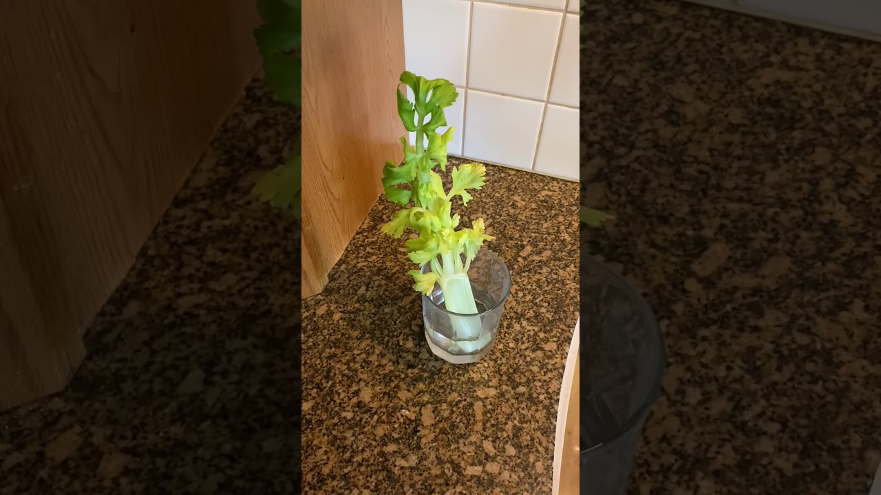Celery Water Transport YouTube