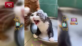 Gülmeme Challenge Komik Kediler 😅 | Funny Cats Compilation🤣 #mizah #komik #komedi #kedi #köpek