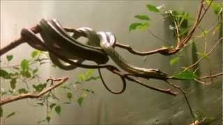 Red And Green Snakes - At The National Zoo - Washington DC - 1/29/2013.