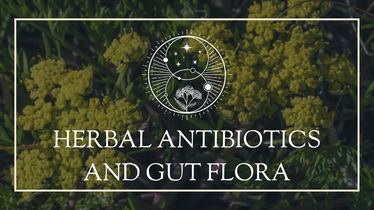 Herbal Antibiotics and the Gut Flora