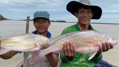 Ngư Dân Miền Tây Giăng Lưới Dính Cá Sủ Khủng #45 • Cù Lao Dung Vlogs