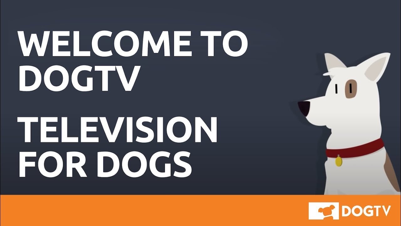 dish dog tv channel