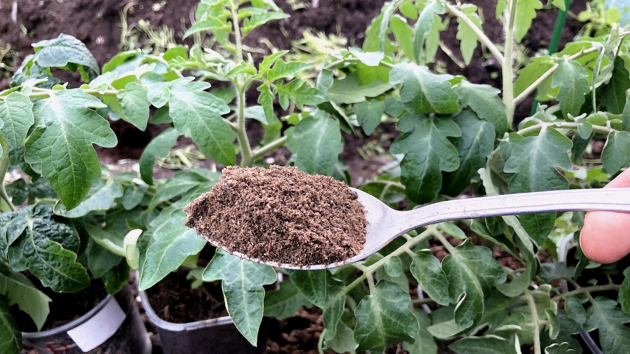 Положила это В ЛУНКУ, томаты быстро окрепли и дали хороший урожай