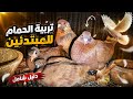 جوزت الحمام ده وايه معني كلمة قلش الحمام 