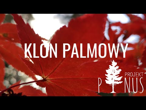 Wideo: Klon Japoński (58 Zdjęć): Sadzenie I Pielęgnacja, Opis Klonu Czerwonego Z Japonii I Wachlarza, Liście Drzew I Pielęgnacja Jesienią. Czy Rosną W Rosji? Zastosowanie W Projektowaniu 
