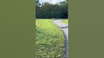 Do Squirrels eat acorn? #shorts