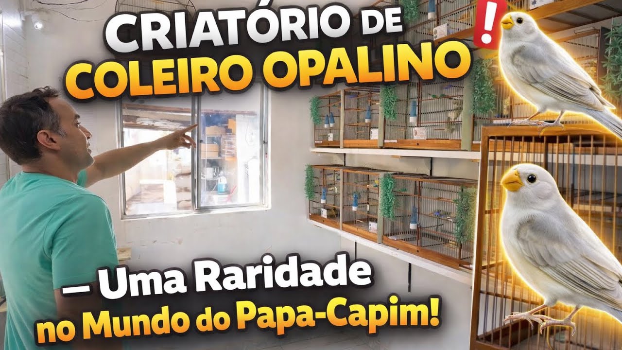 🔥 Criatório de Coleiro Opalino – Uma Raridade no Mundo do Papa-Capim! 🐦✨