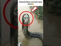 Animals that gone extinct 😳