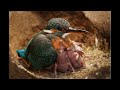 Extraordinary Kingfisher Footage taken inside its Nest | Inspires Artist's bird painting