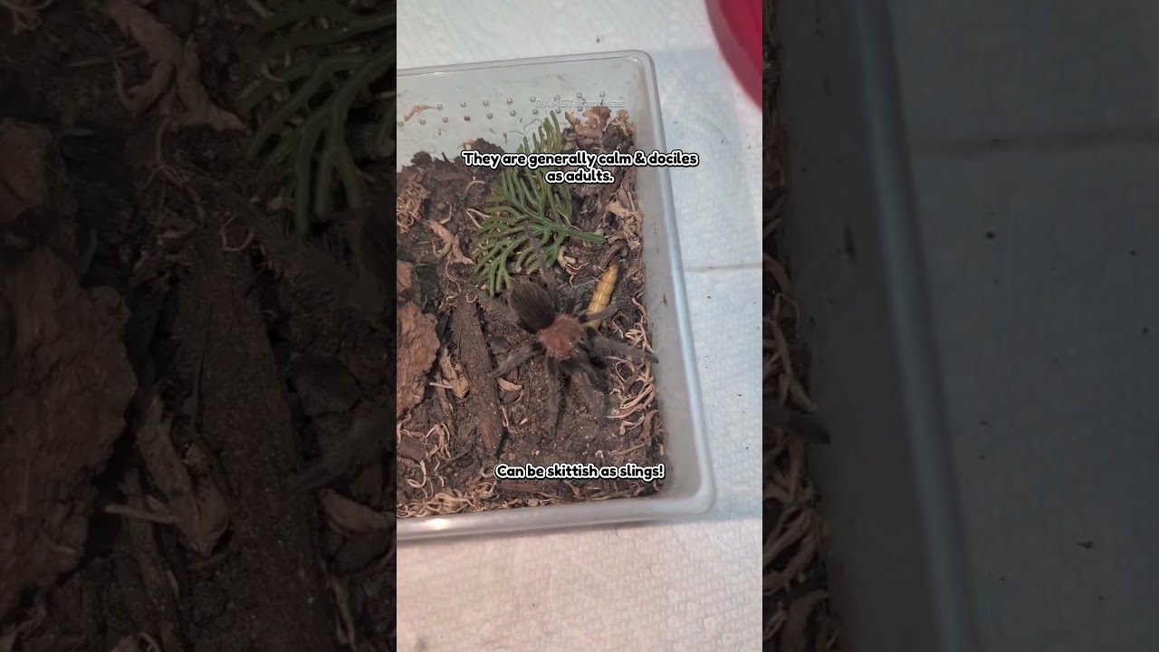 Roatan Island Purple Tarantula (Theroposinae sp Roatan) Takes Down Mealworm 