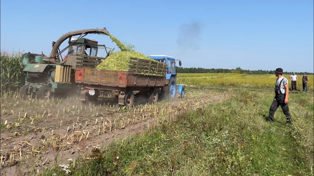 Частина 1. Масова заготівля силосу для відгодівлі ВРХ!