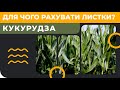 Кукурудза - для чого рахувати листки? [count corn leaf] [GrowEx]