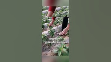 Mẹo để cây ớt sai quả #trending #fruit #garden