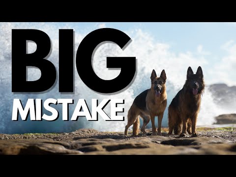 Video: Top 5 Mistakes German Shepherd Dog Owners Make