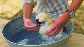 Bathing Show Poultry (Chicken Bath and Grooming)