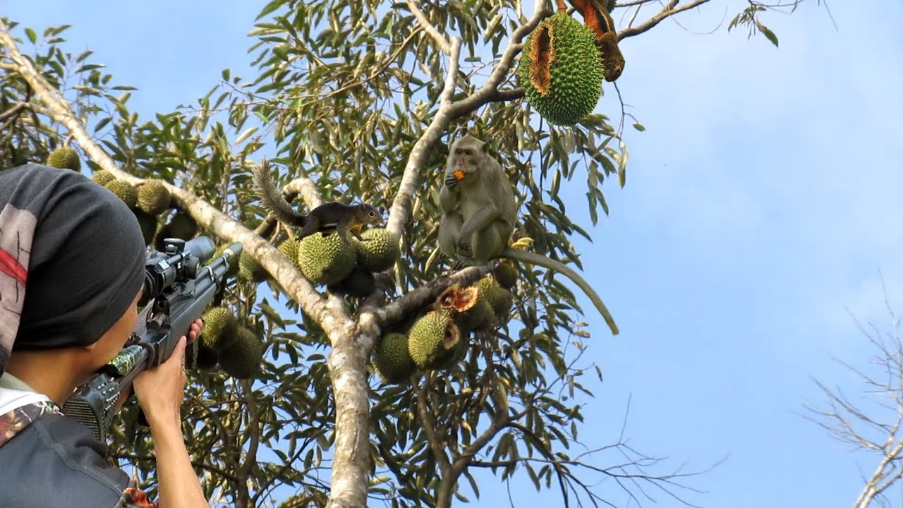 🎯 Berburu Hama Liar Penghabis Durian! Gagal Panen Kalau Dibiarkan