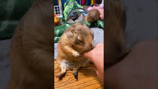 Have you ever seen prairie dogs celebrating like they just won an award? 🏆🐾🌾
