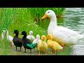 🦆 Just 5 Minutes with Peaceful Ducks 🦆 Gentle Music That Quietly Heals Your Mind &amp; Soul 💗