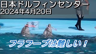 【イルカ】フラフープを頑張るイルカ達！日本ドルフィンセンター！