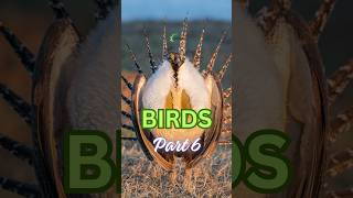 Wings of Wonder: A Spotlight on 10 Bird Species | Part 6 #kidzncrewbirds